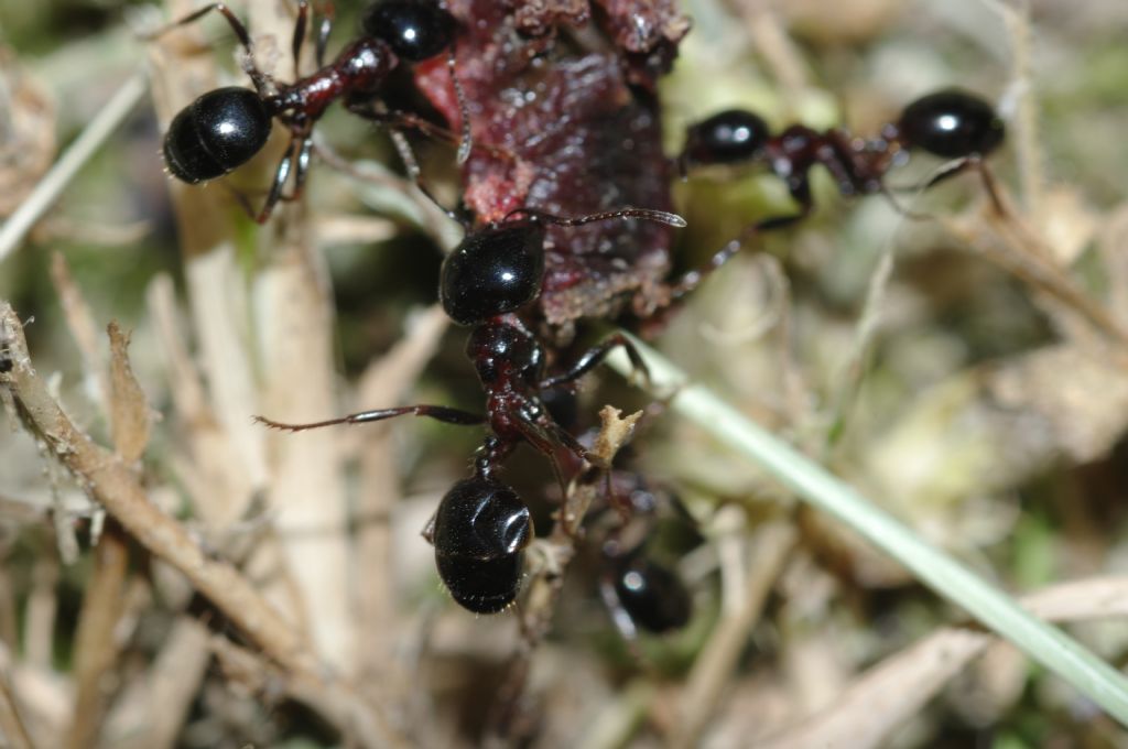 Messor wasmanni con lombrico secco